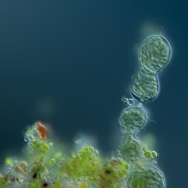 Call for microbial ecology photos and videos