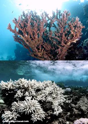 Harnessing microbial solutions to combat climate change