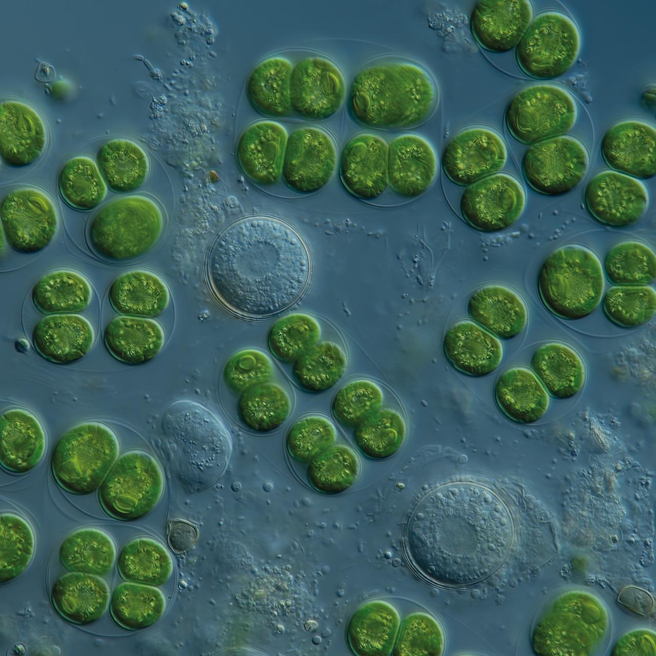 ISME Early Career Committee Seeks Members