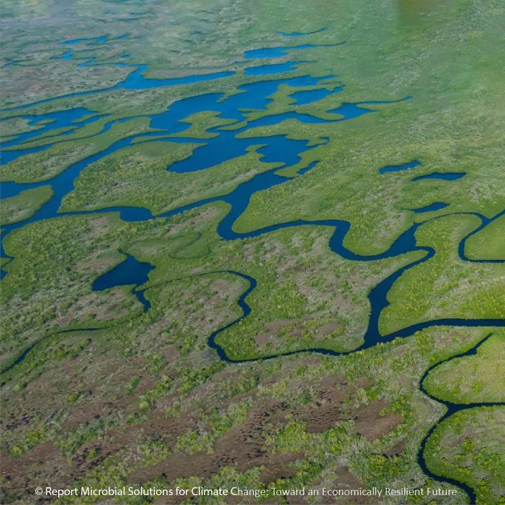 Microbial Solutions for Climate Change
